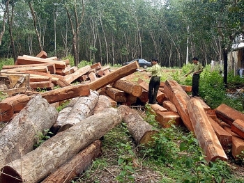 Phạt nặng hành vi khai thác rừng trái pháp luật