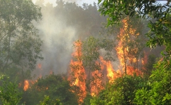 Nắng nóng bất thường, 20 điểm cháy rừng phát sinh 1 ngày