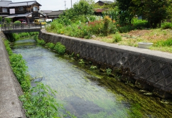 Ngôi làng dùng cá chép để lọc nước ở Nhật Bản