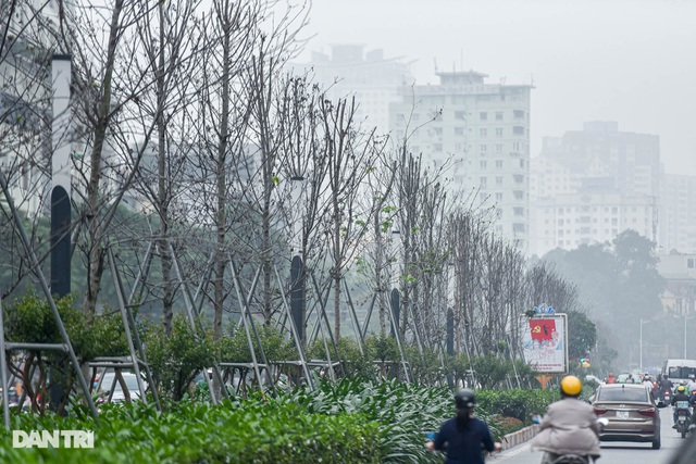 Hàng phong lá đỏ khô héo ở Hà Nội trước giờ bị 