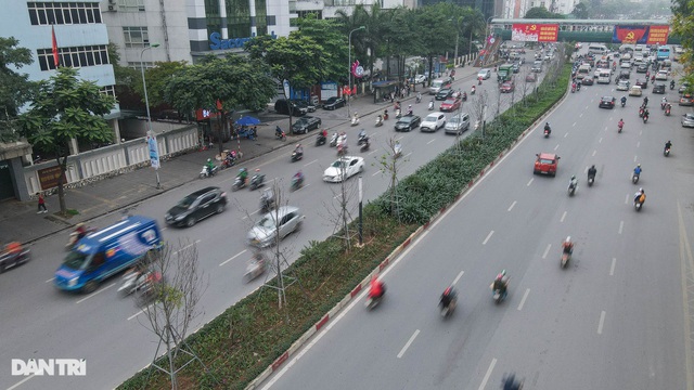 Hàng phong lá đỏ khô héo ở Hà Nội trước giờ bị 