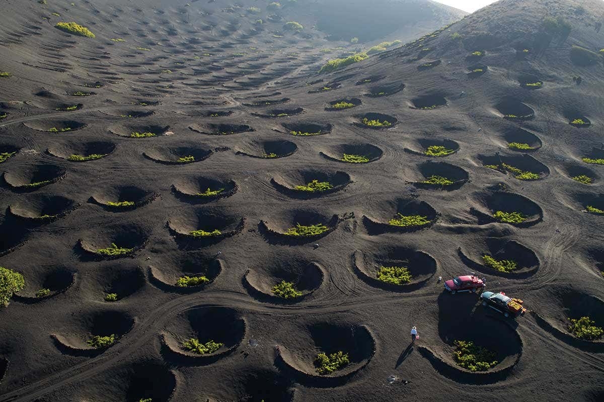 Độc đáo trồng nho trên miệng núi lửa