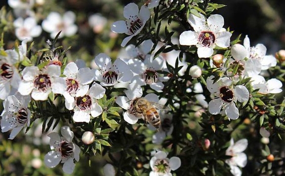 Loại mật ong siêu đắt đỏ, thu hoạch bằng… trực thăng
