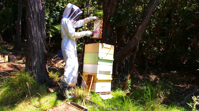 Loại mật ong siêu đắt đỏ, thu hoạch bằng… trực thăng - 2