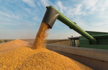 Brazil: Xuất khẩu đậu tương tăng mạnh trong tháng 4