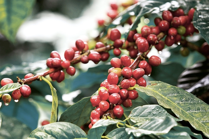 Giá cà phê hôm nay ngày 29/7: Robusta và Arabica diễn biến trái chiều