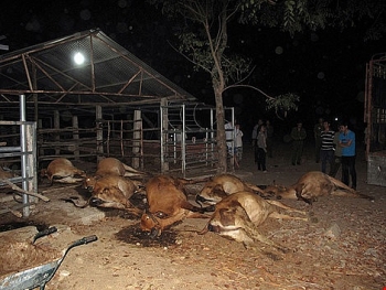 Vĩnh Phúc: 17 con bò chết bất thường