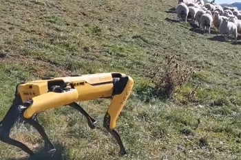 Robot thông minh chăn cừu trên đồi
