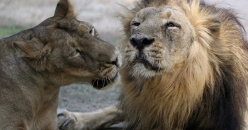 8 con sư tử ở sở thú Ấn Độ mắc Covid-19