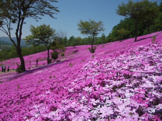 Lạc lối giữa những thảm hoa chi anh tím hồng bạt ngàn ở Nhật Bản