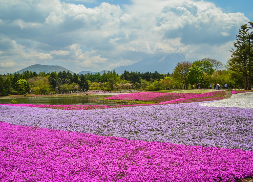 Lạc lối giữa những thảm hoa chi anh tím hồng bạt ngàn ở Nhật Bản
