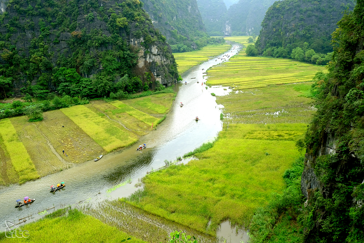 Đẹp ngỡ ngàng cánh đồng lúa chín Tam Cốc với các góc nhìn từ trên cao