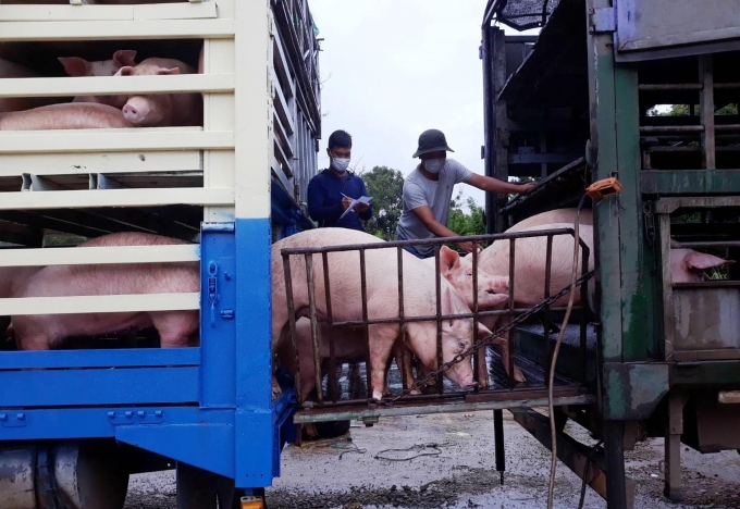 Từ 30/6, Việt Nam tạm ngừng nhập khẩu lợn sống của Thái Lan