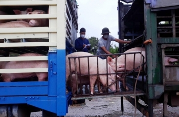 Từ 30/6, Việt Nam tạm ngừng nhập khẩu lợn sống của Thái Lan