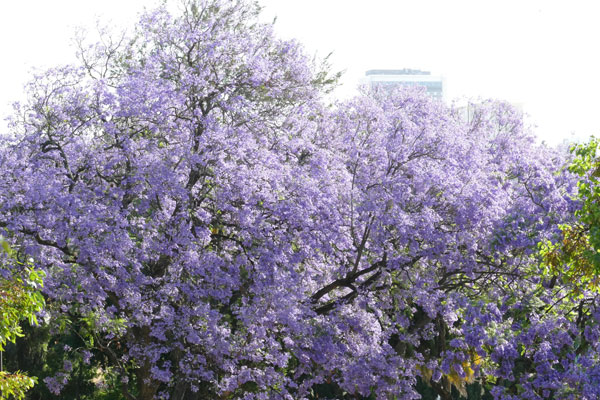 Sắc hoa phượng tím ở Lisbon