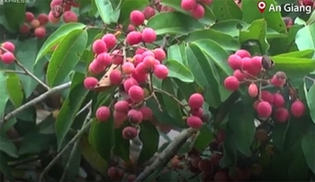 [VIDEO] Vải rừng 30 năm mới cho trái ở vùng Thất Sơn, An Giang