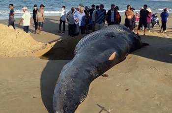 Xác cá voi hơn hai tấn dạt vào bờ biển Khánh Hòa