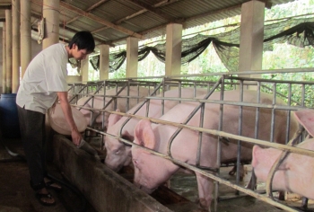 Hà Nội: Nhiều nơi không phát sinh bệnh dịch tả lợn châu Phi