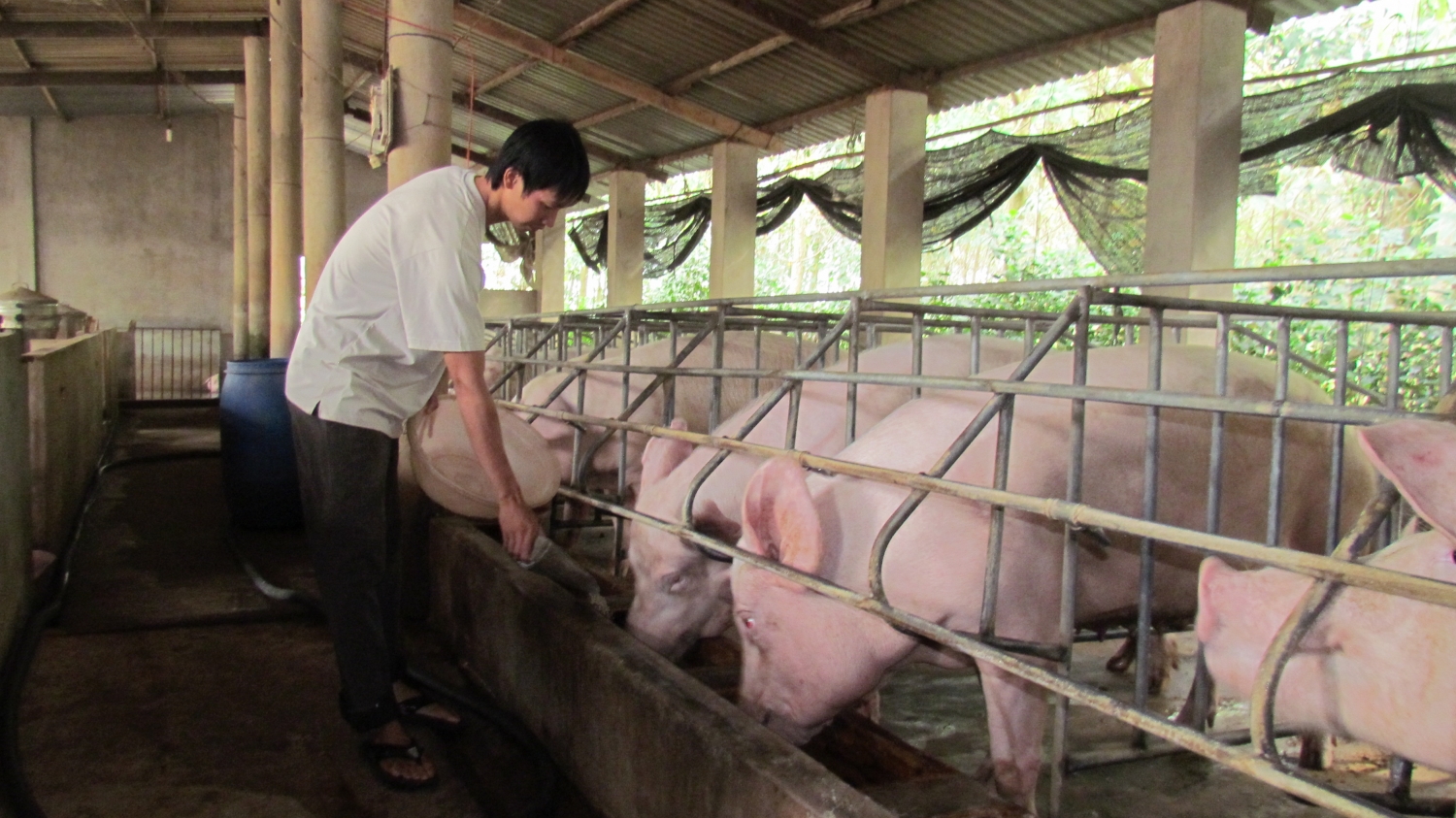 Hà Nội đủ điều kiện công bố chấm dứt dịch tả lợn châu Phi