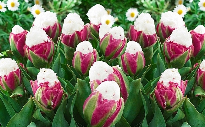 Độc đáo hoa tulip giống như những chiếc kem mát lạnh
