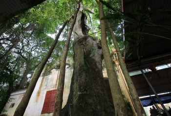 Ngắm 9 siêu cây "đại cổ trường sinh" tại ngoại thành Hà Nội