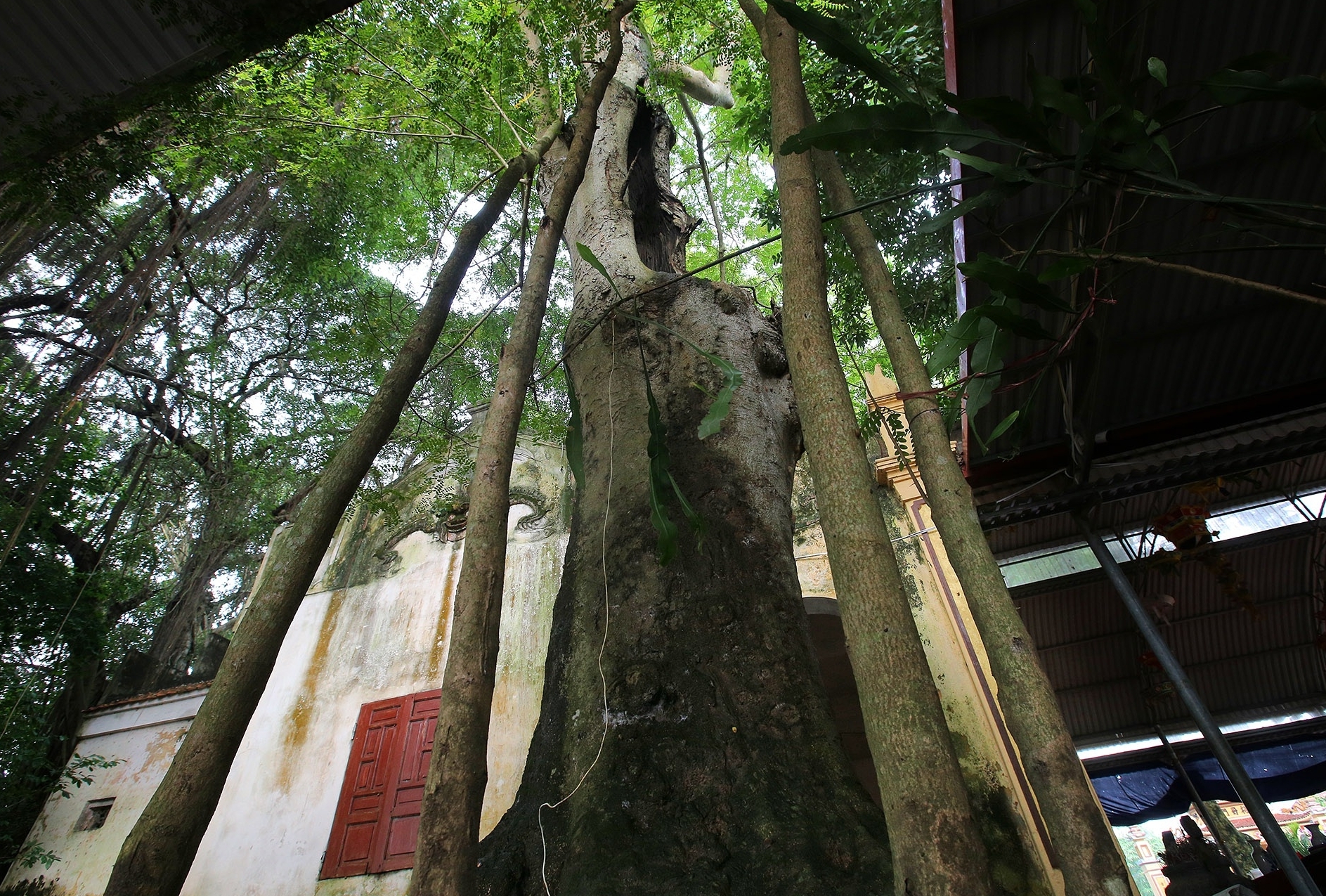 Ngắm 9 siêu cây "đại cổ trường sinh" tại ngoại thành Hà Nội