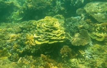 Quảng Ngãi: Khám phá rặng san hô tuyệt đẹp ở gành Yến