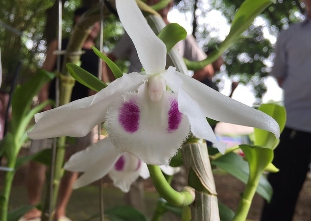 Chiêm ngưỡng những loài hoa phong lan đẹp nhất Lào Cai