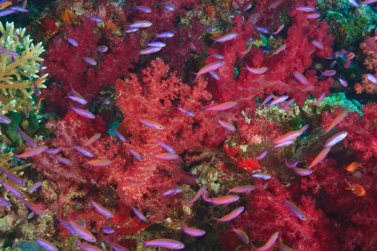 Khám phá 10 rạn san hô nổi tiếng trên thế giới