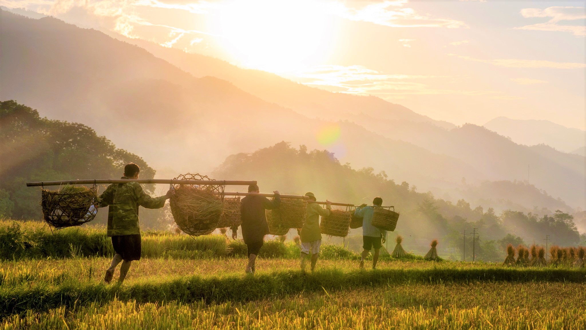 Mùa gặt ở Phương Độ - Hà Giang