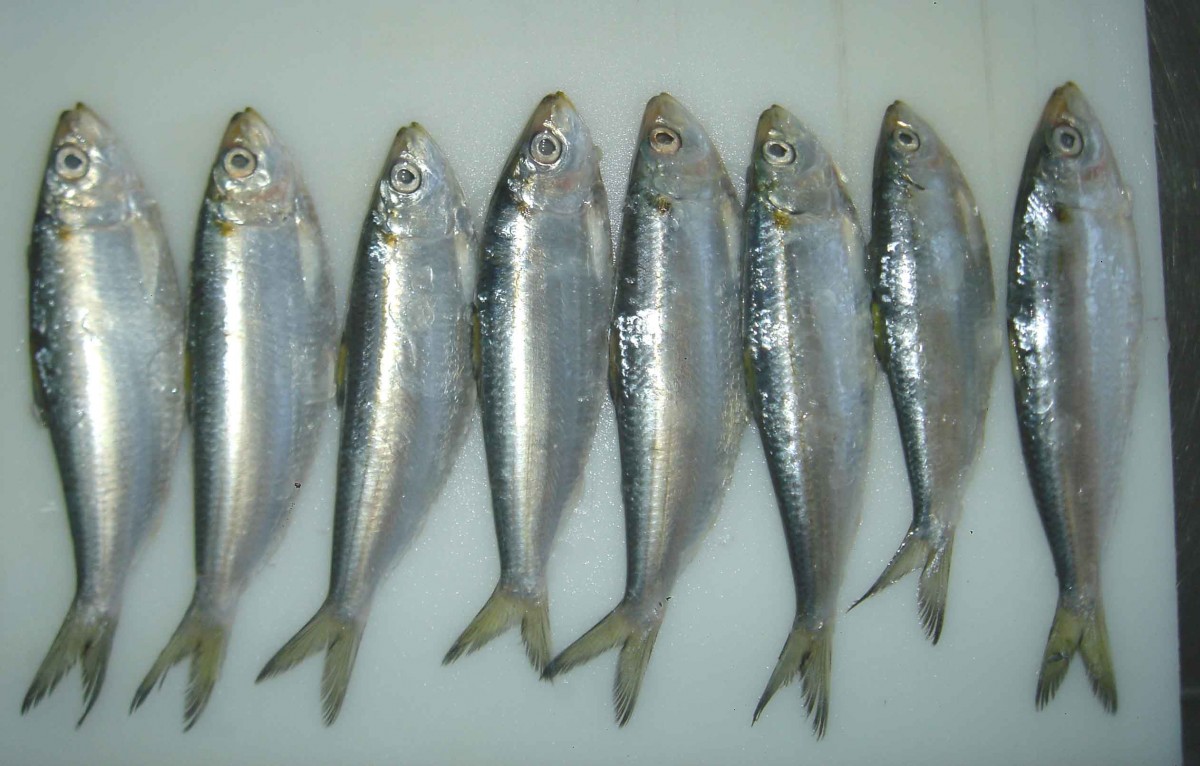 8 loại cá chứa nhiều Omega 3 nhất
