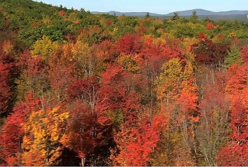 [VIDEO] Sắc màu thiên nhiên mùa thay lá