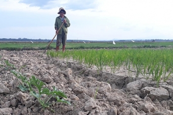 Nhiều người dân Quảng Trị chuyển trồng lúa sang dưa hấu vì hạn nặng