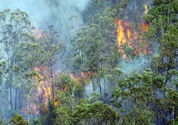 Hơn 100 người chữa đám cháy rừng ở Đà Nẵng
