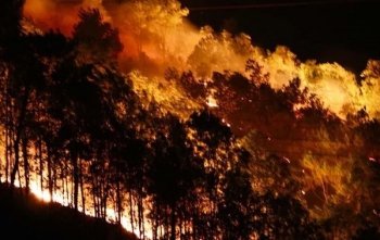 Yêu cầu điều tra hàng loạt vụ cháy rừng nghiêm trọng ở Hà Tĩnh
