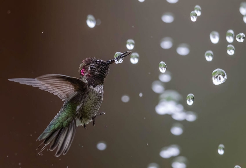 10 bức ảnh tuyệt đẹp về loài chim đạt giải thưởng Audubon
