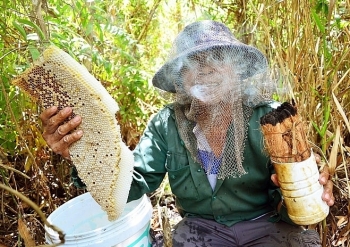“Ăn ong” ở rừng U Minh Hạ