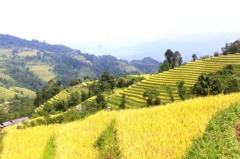 Ruộng bậc thang trong đời sống của đồng bào rẻo cao Hoàng Su Phì