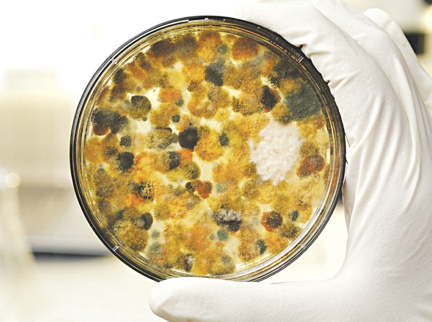40% số loài nấm mốc đã được biết đến có thể sản sinh ra độc tố.