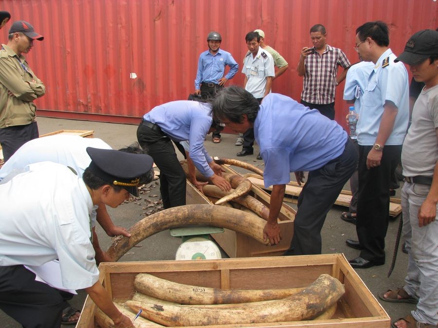 Bắt vụ vận chuyển ngà voi lớn nhất từ trước tới nay