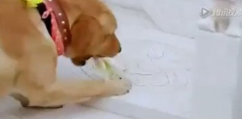 [VIDEO] Xúc động chú chó xin hoa mang tới mộ cô chủ