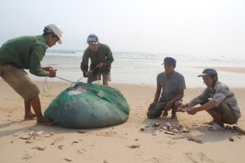 Cá biển ở 4 tỉnh miền Trung hiện vẫn chưa ăn được