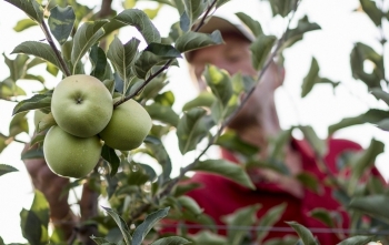 Cận cảnh quy trình thu hoạch và đóng gói táo ở Nga