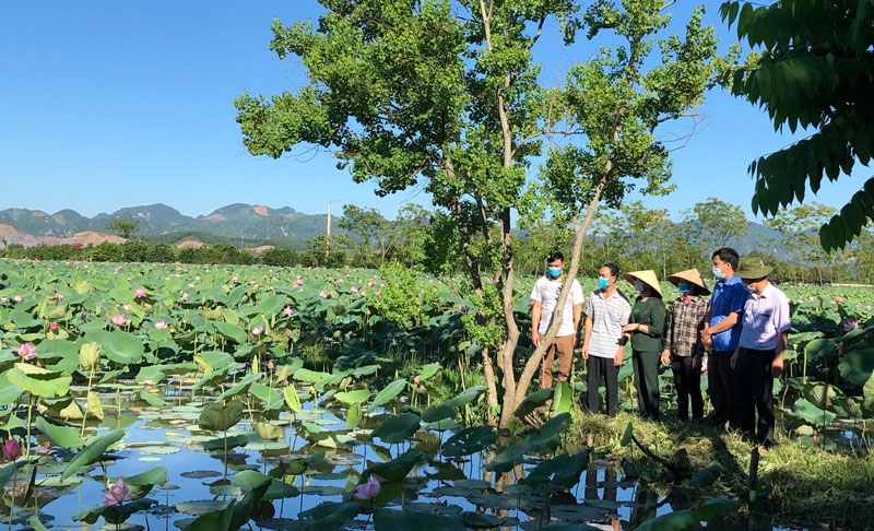 Niềm vui được mùa của người trồng sen.