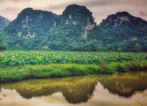 Cảnh đẹp, sen thơm tại An Phú.