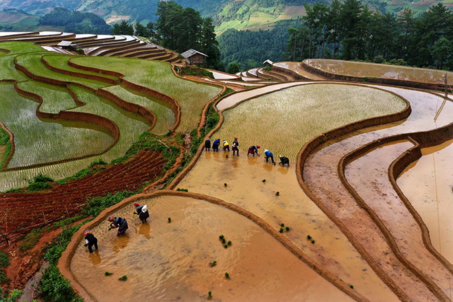 Mãn nhãn cảnh sắc Mù Cang Chải mùa nước đổ