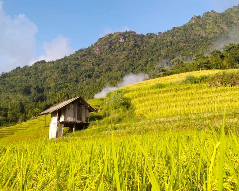 Lào Cai: Về Nậm Cang, nghe rì rào lúa gọi mùa vàng