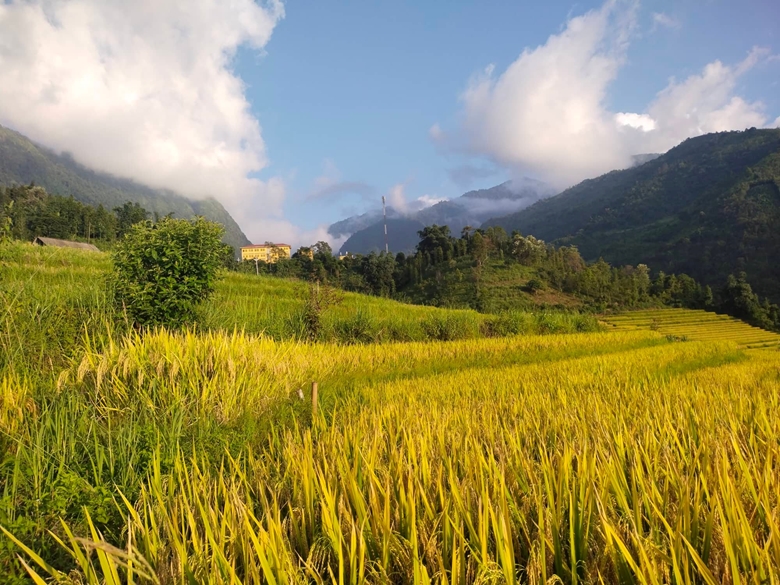 Lào Cai: Về Nậm Cang, nghe rì rào lúa gọi mùa vàng