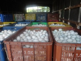 Bắt xe tải chở hàng vạn trứng vịt không kiểm dịch