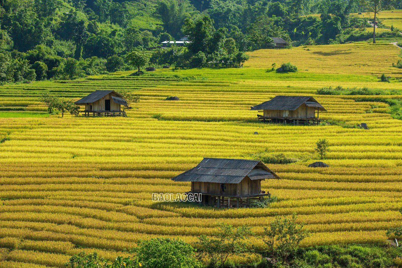 Dần Thàng mùa lúa chín